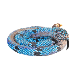 Living Earth Blue Rock Rattlesnake 60"